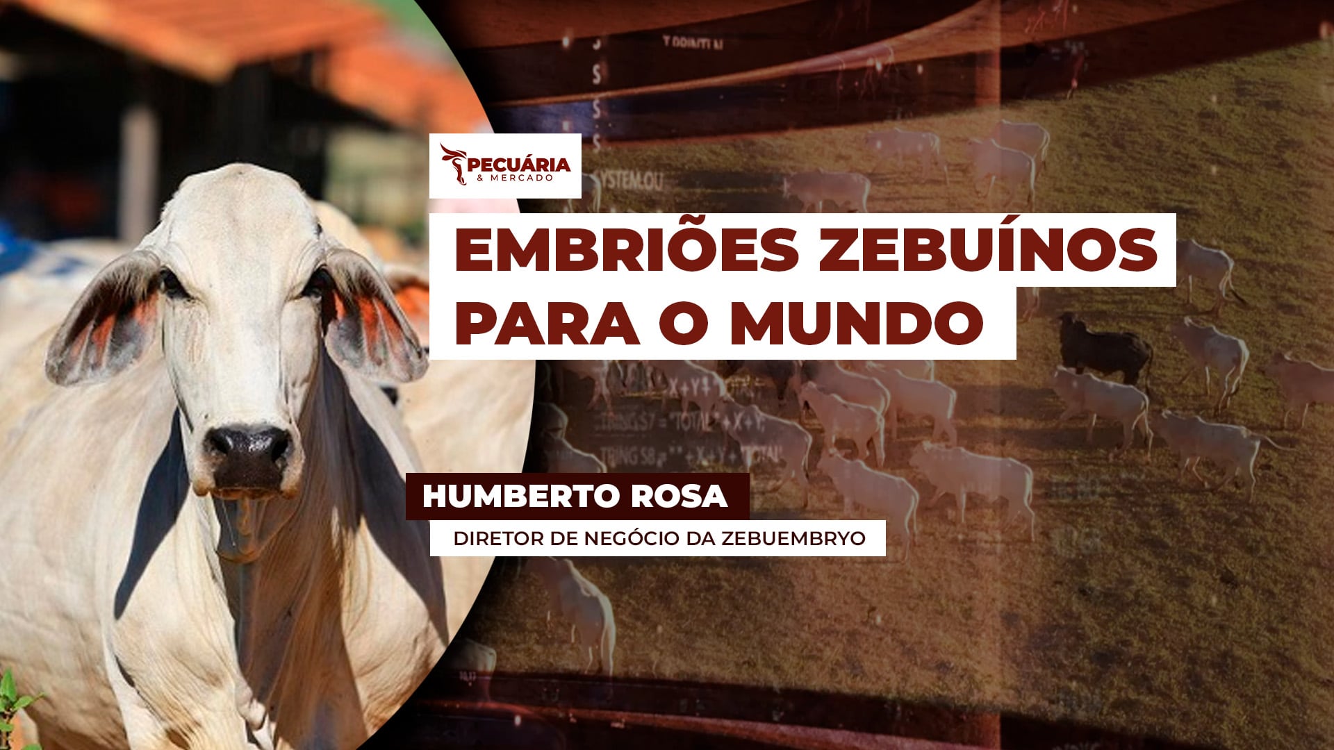 Brasil exporta embriões zebuínos e impulsiona formação de rebanhos adaptados ao clima tropical