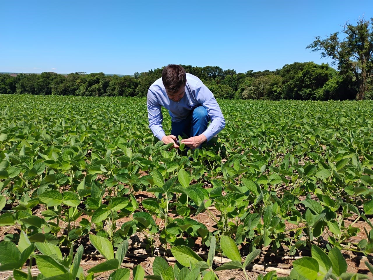 Ferramenta digital faz diagnóstico nutricional instantâneo em plantas