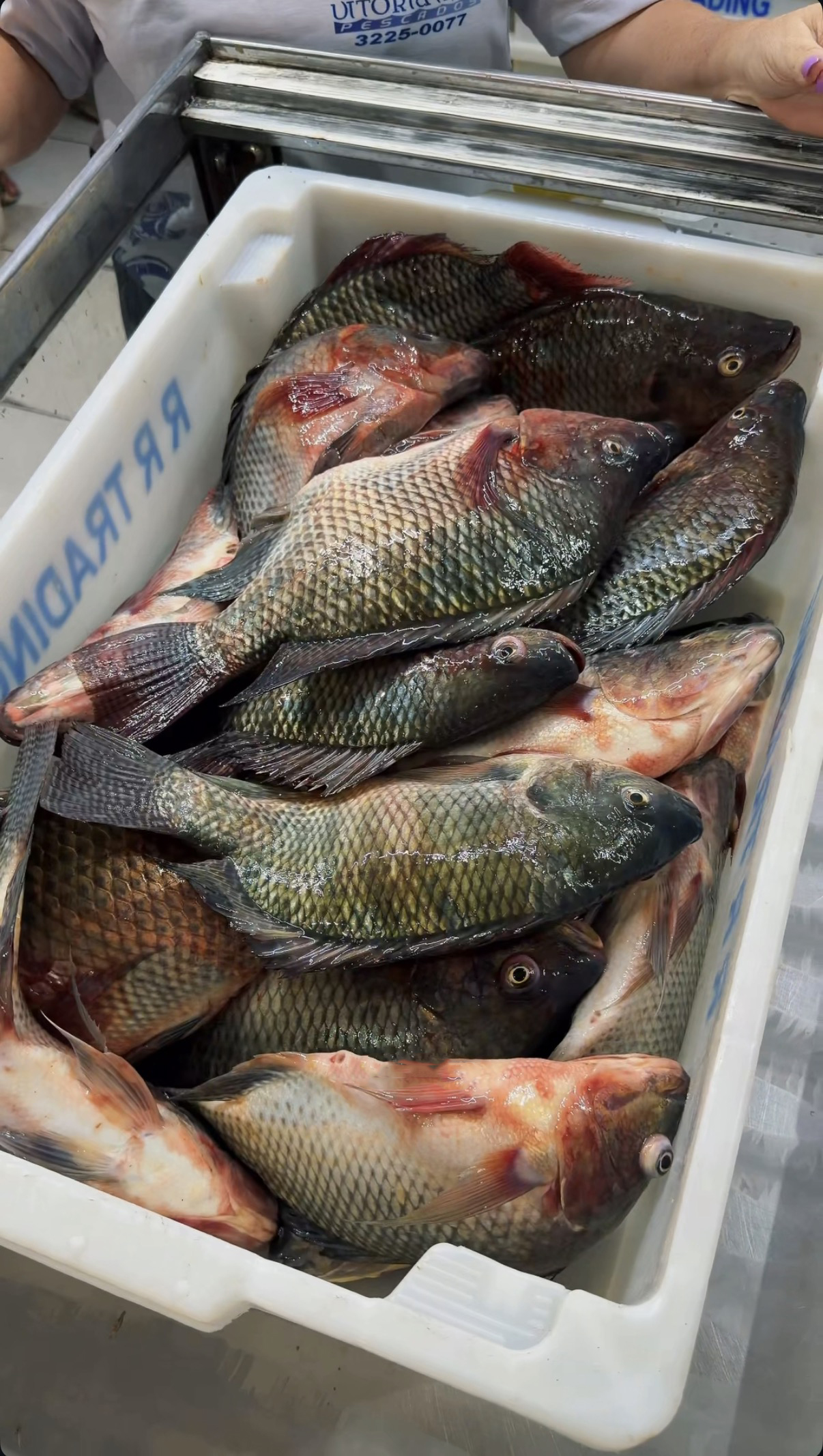 Tilápia a R$ 19,90 esgota em dois dias e mais cinco toneladas chegam ...