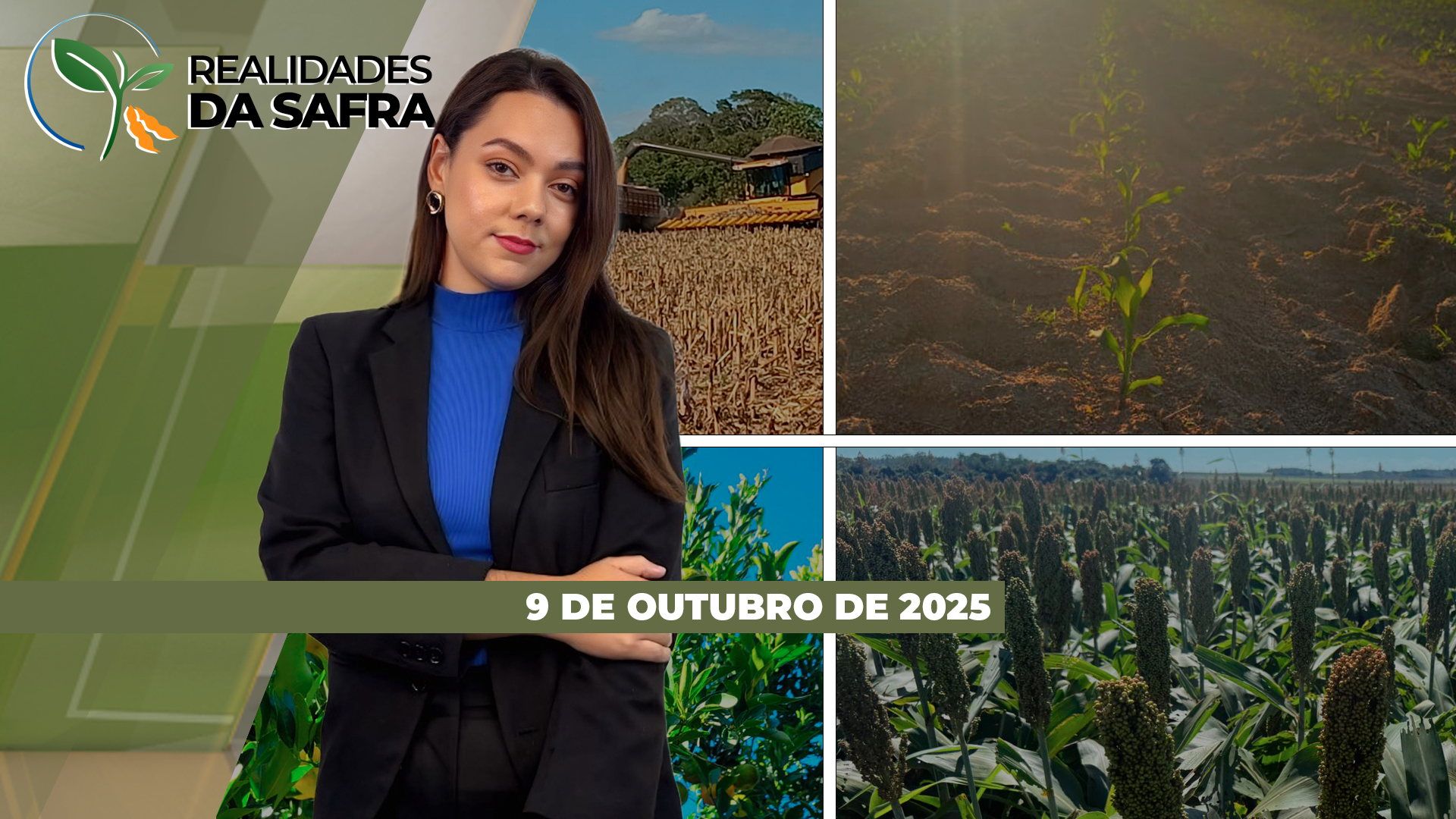 Chuvas afetam trigo em São Borja/RS, enquanto Minas Gerais inicia plantio da soja irrigada