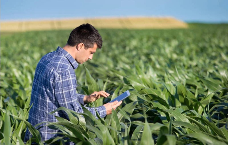 Agro mais que dobra empregos em MT e se consolida como principal motor de trabalho e renda
