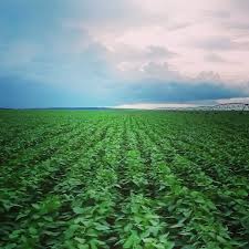 Governo cria grupo para avaliar impactos do El Niño na agricultura