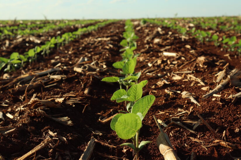 Soja 25/26 do Brasil: Setembro chega com início do plantio, atenção ao  calor... - Notícias Agrícolas