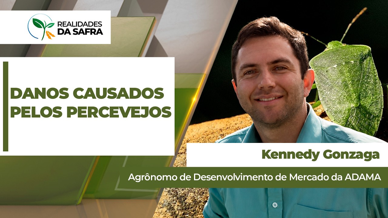 Percevejo pode reduzir vigor, valor comercial e desempenho das lavouras de grãos