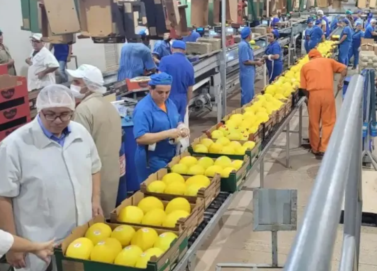 Exportações de frutas aceleram em agosto e receita média diária sobe 25,6%, aponta Secex