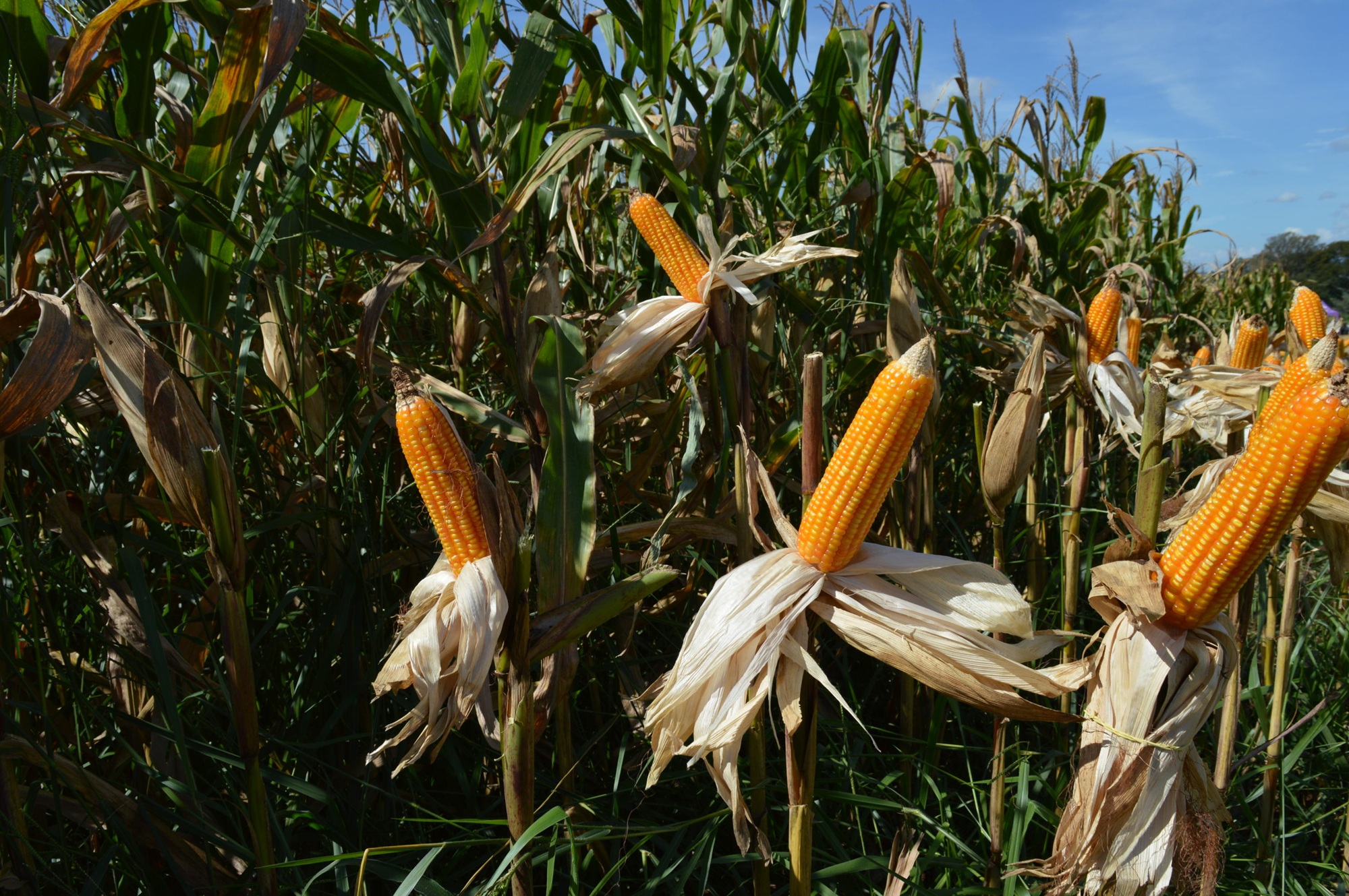 Primeiras lavouras de milho segunda safra começam a entrar em maturação, aponta Conab
