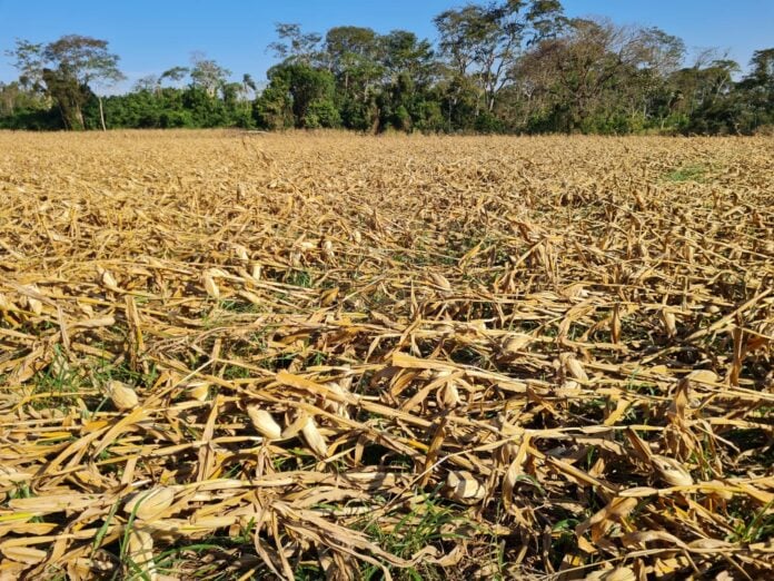 Famasul alerta para dificuldades na colheita do milho após ventania que ...