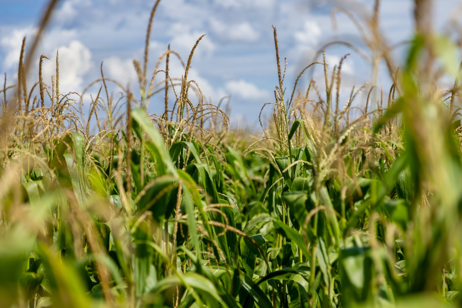 StoneX prevê safra de milho dos EUA em 16,16 bi bushels, acima do número do USDA