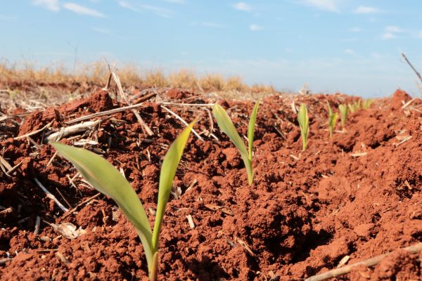 AgRural: Plantio de milho verão chega a 34% no Centro-Sul do país