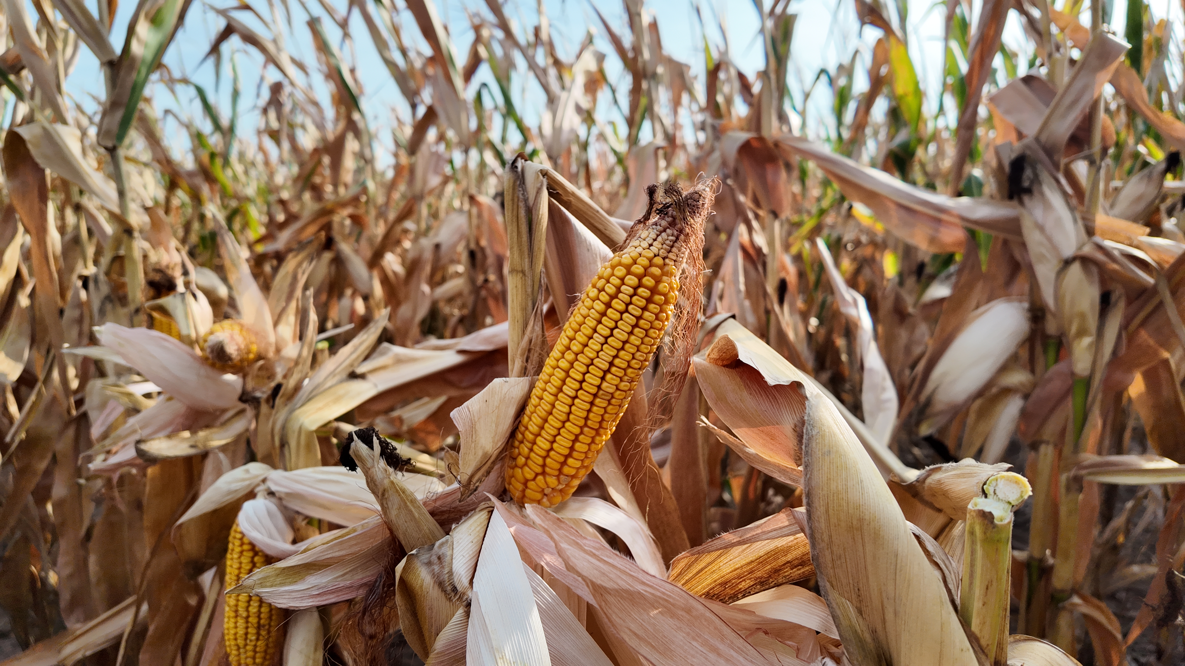 Entre guerra e custos altos, milho deve perder espaço nos EUA e provocar reação nos preços