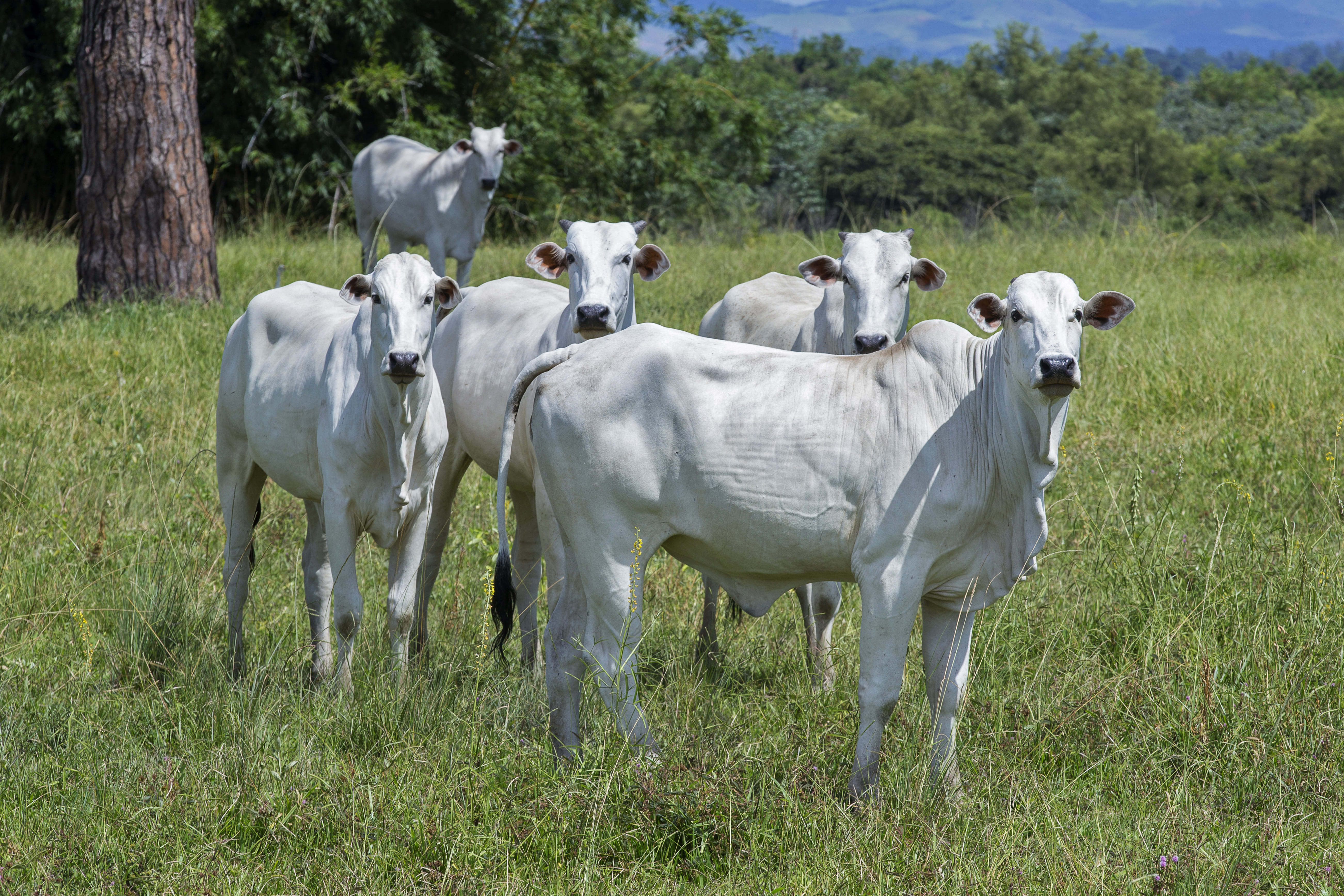 Agrobrazil: Encerramento da quarta semana de outubro tem avanço na ...