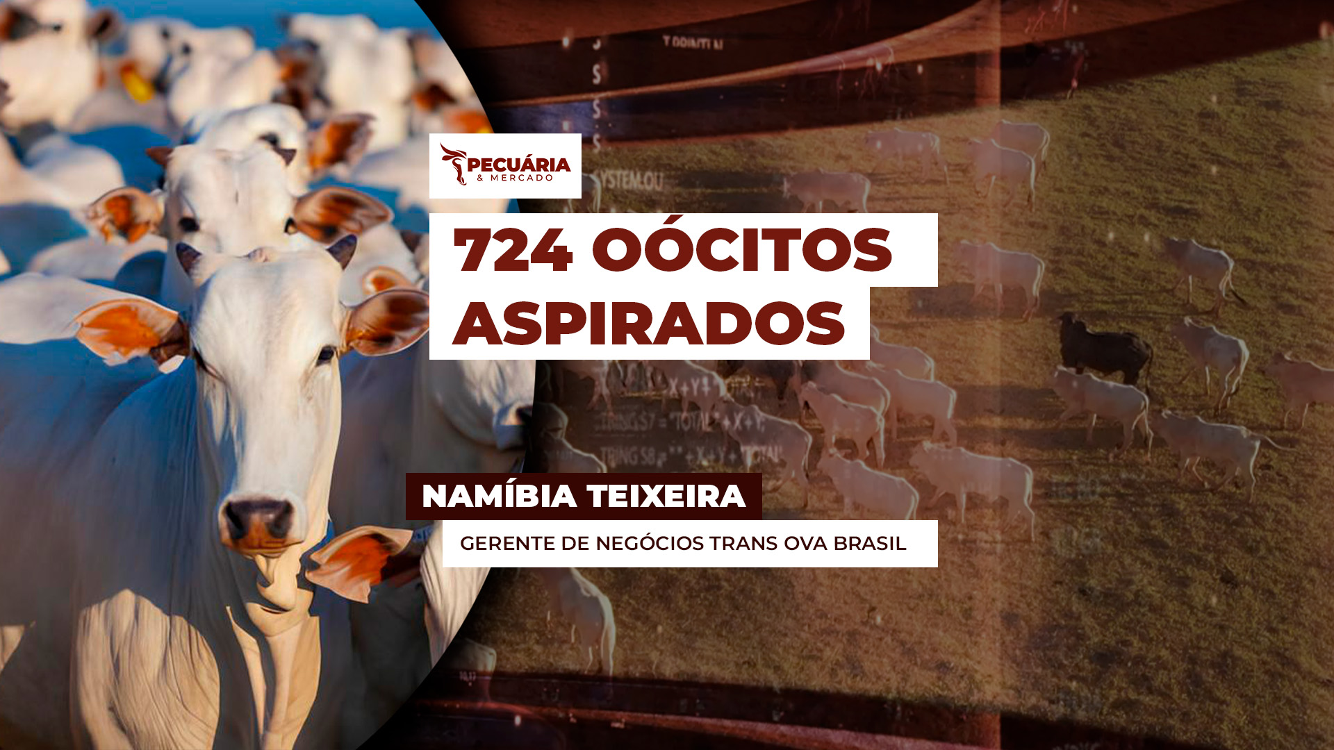 Doadora Nelore de MT se destaca pela quantidade recorde de Oócitos numa  única aspiração