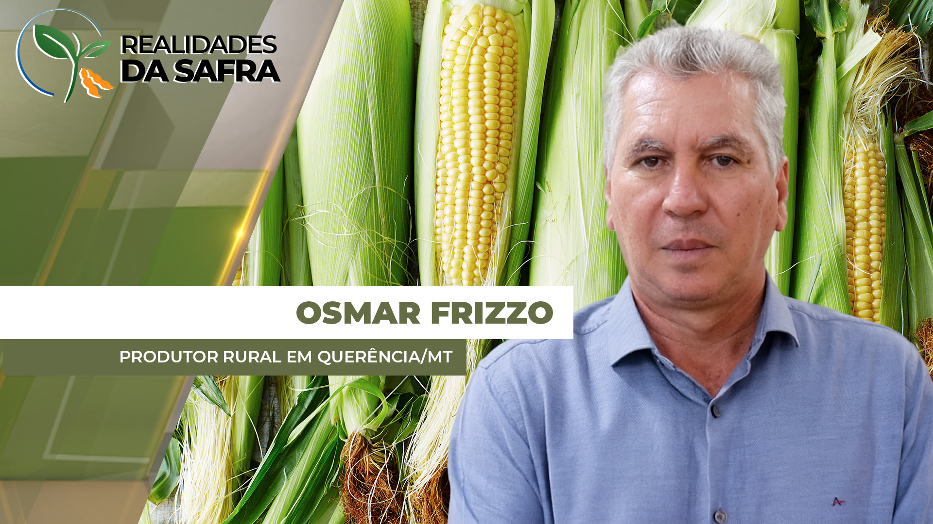 Colheita do milho deve se intensificar ao longo dessa semana em Querência/MT