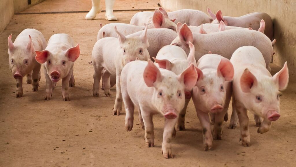 Preços do suíno recuam no Reino Unido enquanto Europa apresenta recuperação gradual