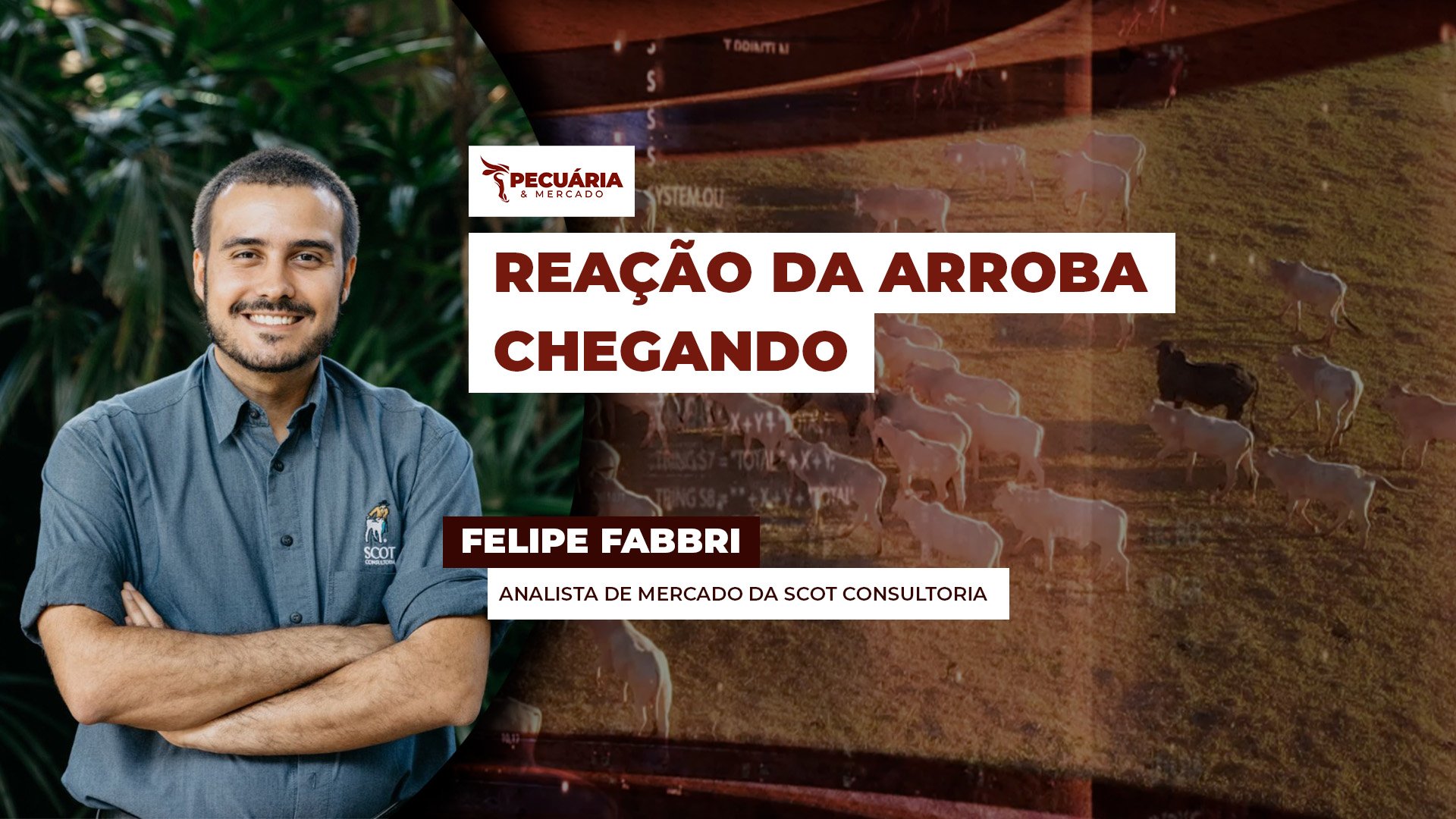 Ritmo da alta para o boi em outubro vai depender do tamanho da oferta de animais para abate