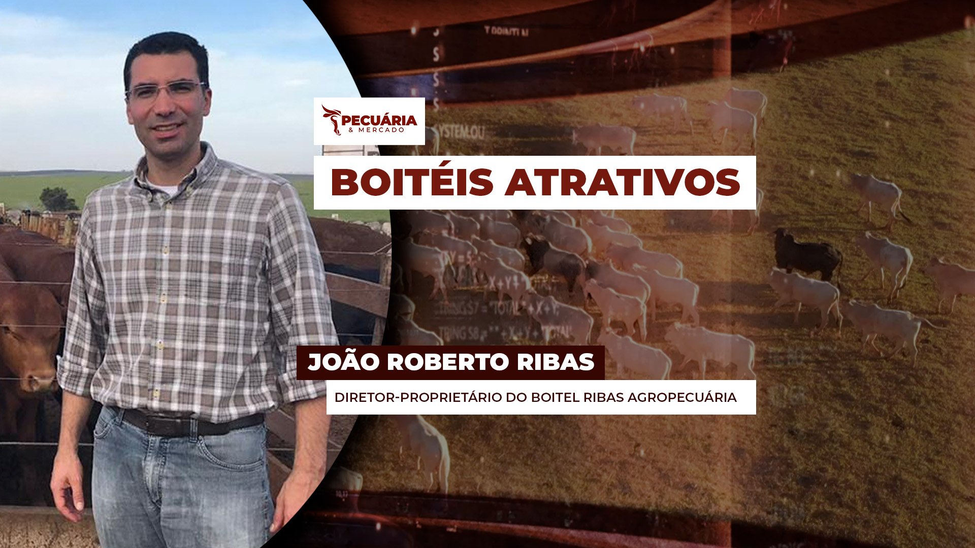 Boitéis como alternativa para terceirizar engorda de animais em pequenas e médias propriedades e também para investidores de fora do agro