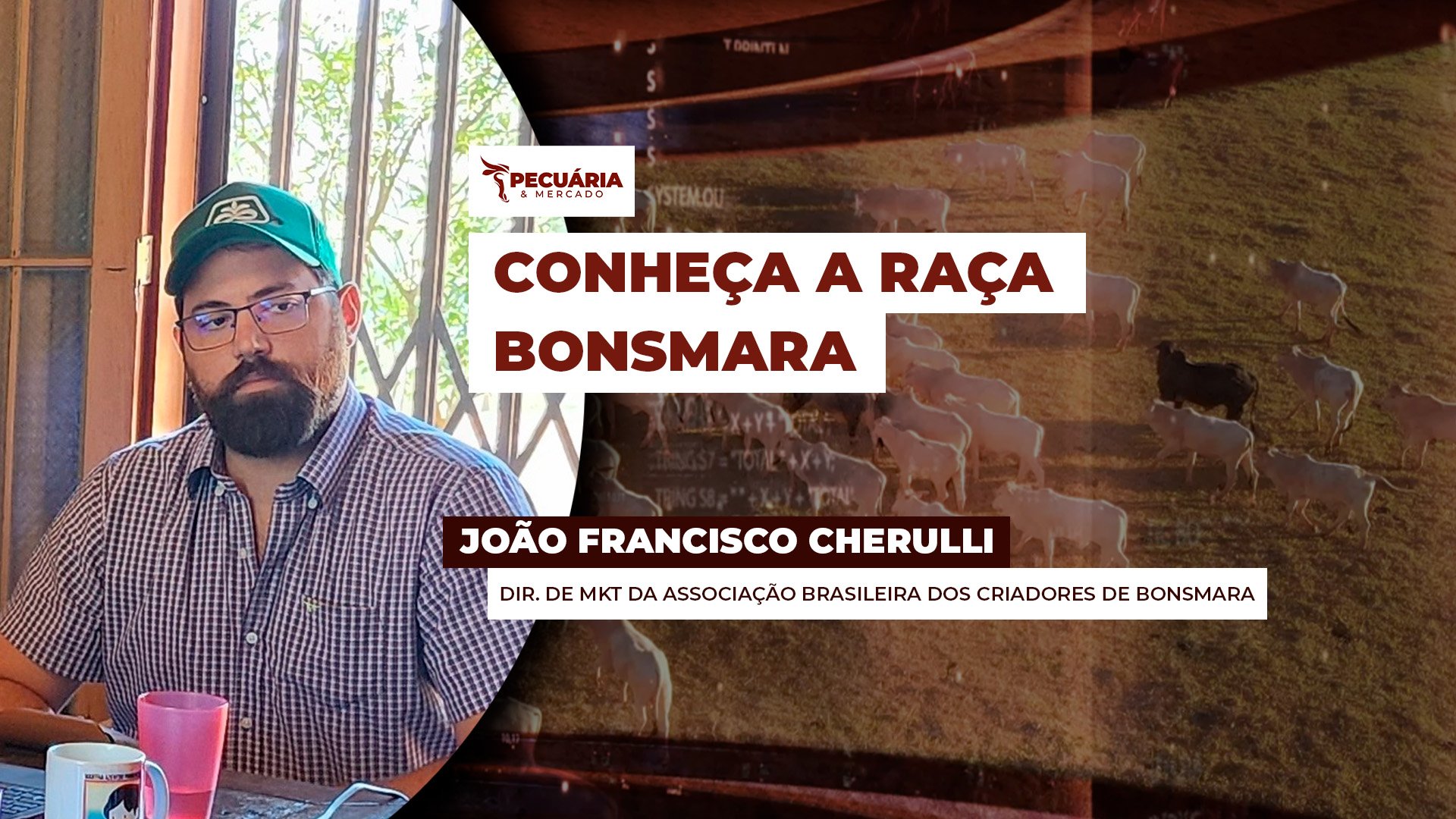 Criada na África do Sul, Bonsmara é utilizada no Brasil para cruzamento industrial com potencial para aprimorar qualidade da carne