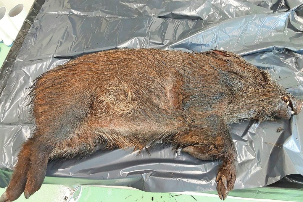 Peste Suína Africana avança em javalis na Catalunha e amplia zona de vigilância sanitária