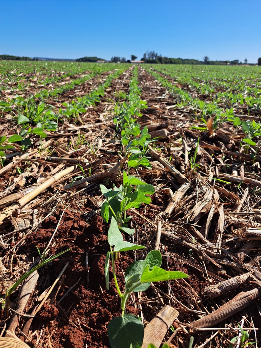 Plantio de soja em Mato Grosso apresenta atraso em relação ao ano anterior