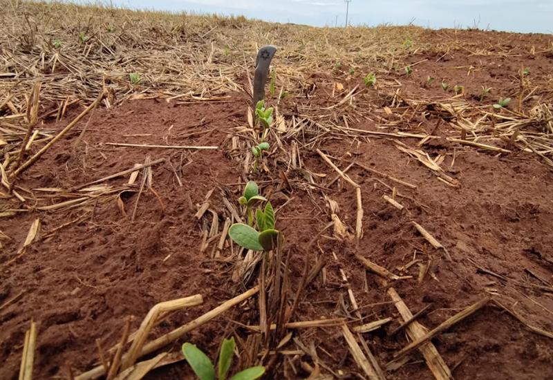 Mato Grosso realizou o plantio de soja em quase 90% da área projetada, diz Imea