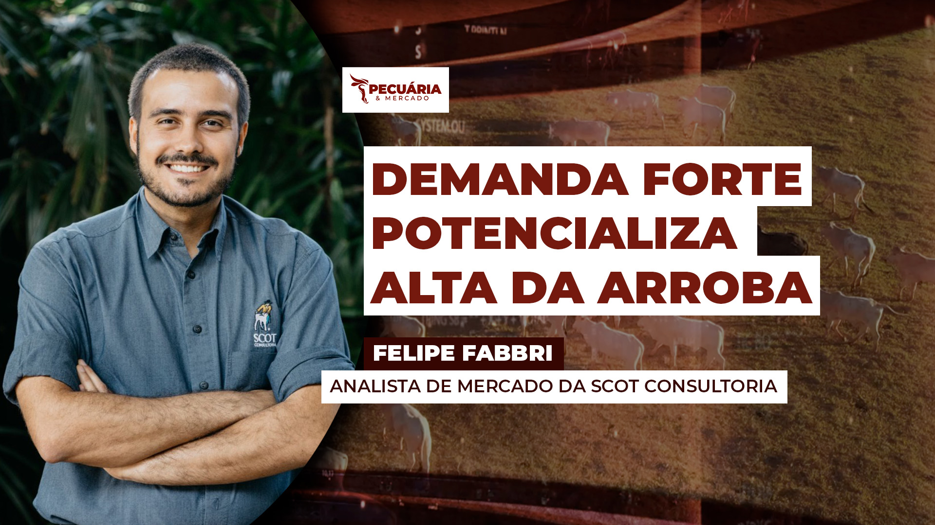 A força da demanda no movimento de alta da arroba e os cenários que podem influenciar na trajetória dos preços