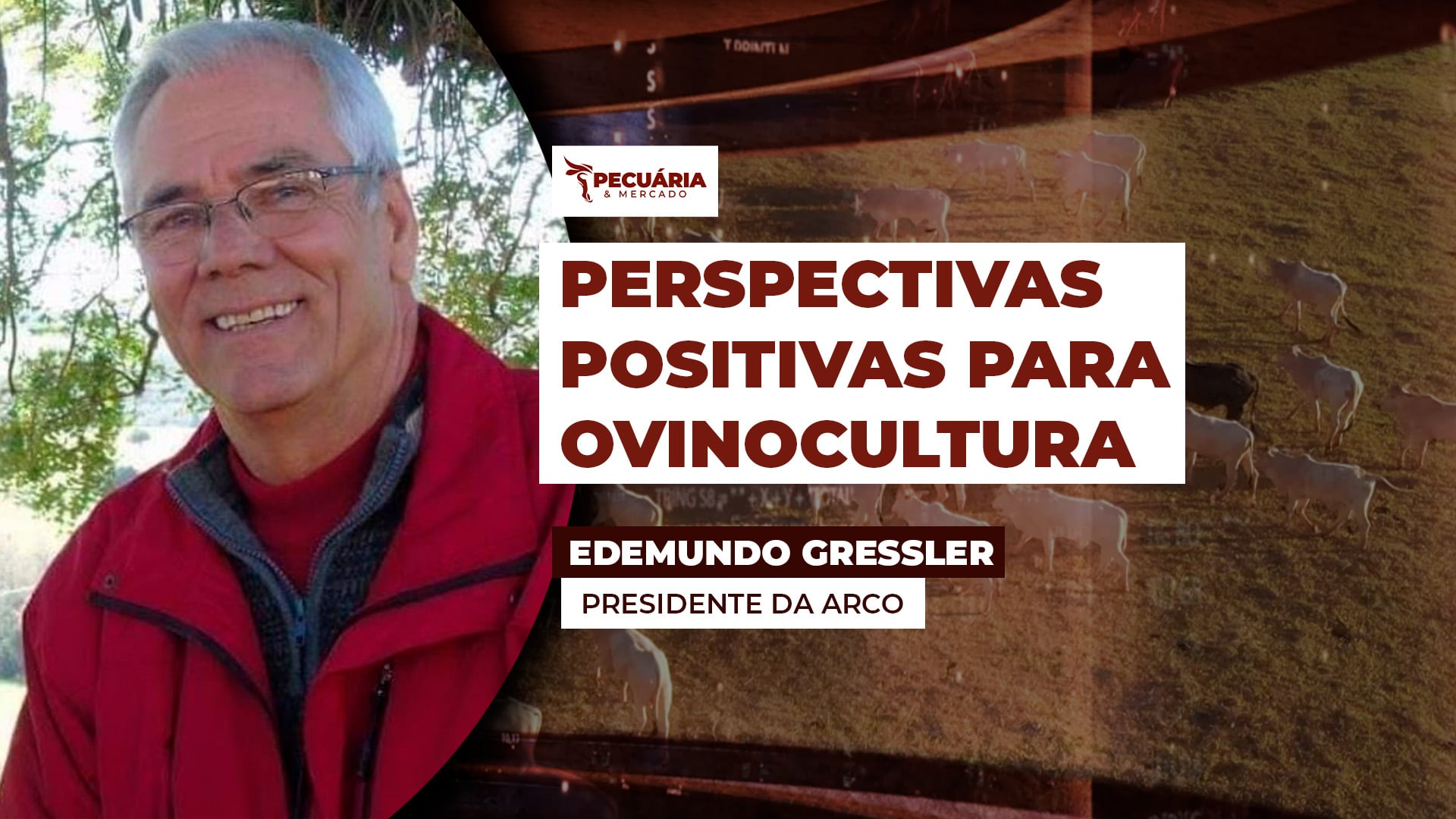 Ovinocultura avança em 2025 com ganhos técnicos, expansão genética e maior integração setorial