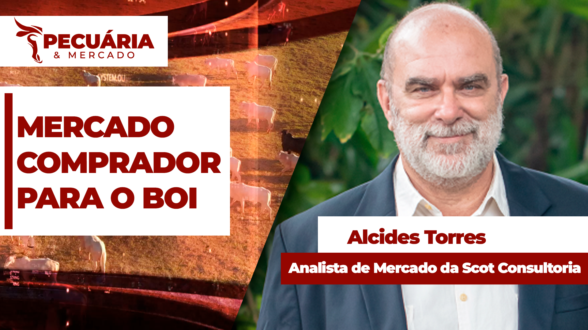 Equilíbrio entre oferta e demanda tem garantido preços firmes para arroba boi e tendência é de novas altas episode artwork