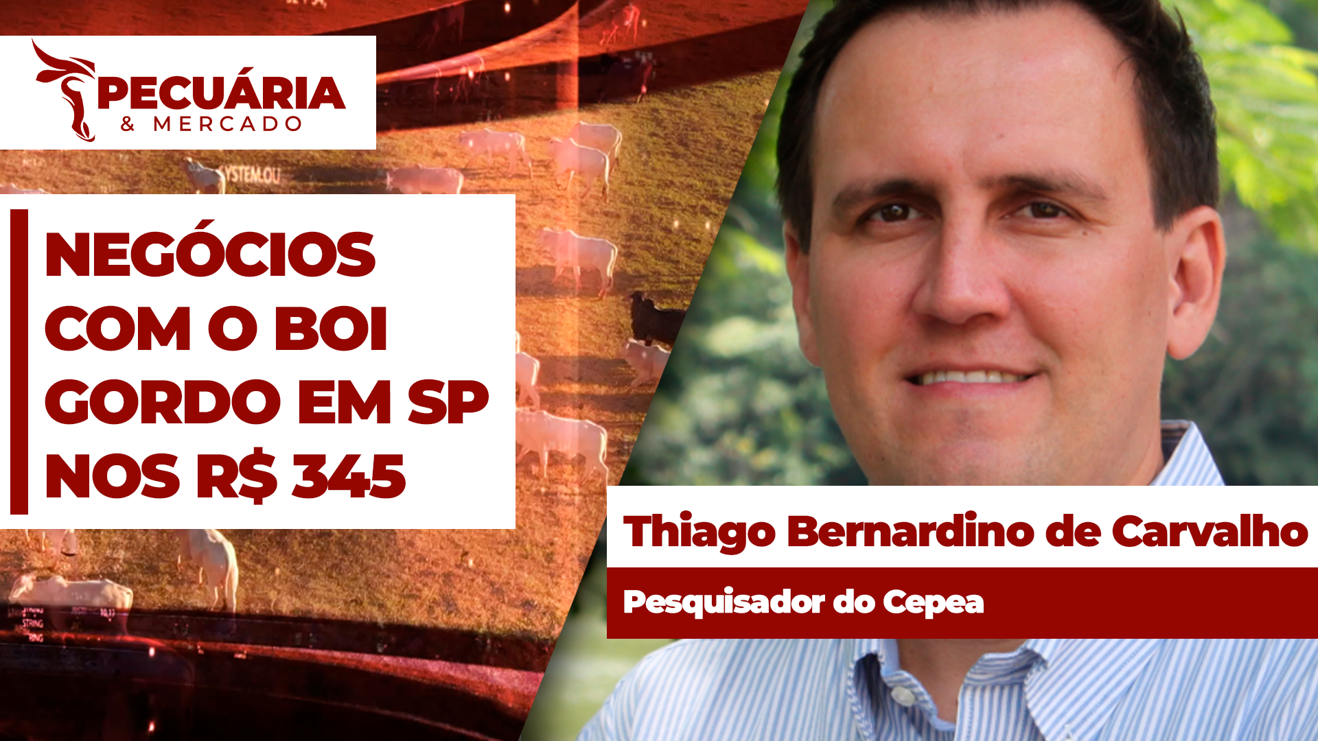 Boi gordo registra momento de reação e SP já registra negócios no patamar dos R$ 345/@; futuro sinaliza preços acima dos R$ 350