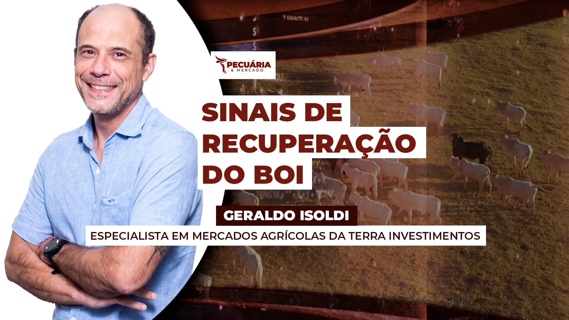 Recuperação da arroba já começou na B3 e segue com negócios acima da referência em SP