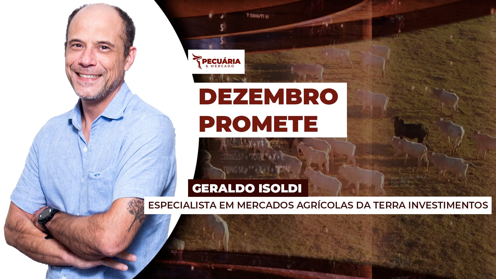 Cenário é positivo para arroba do boi em dezembro com demandas puxando os preços