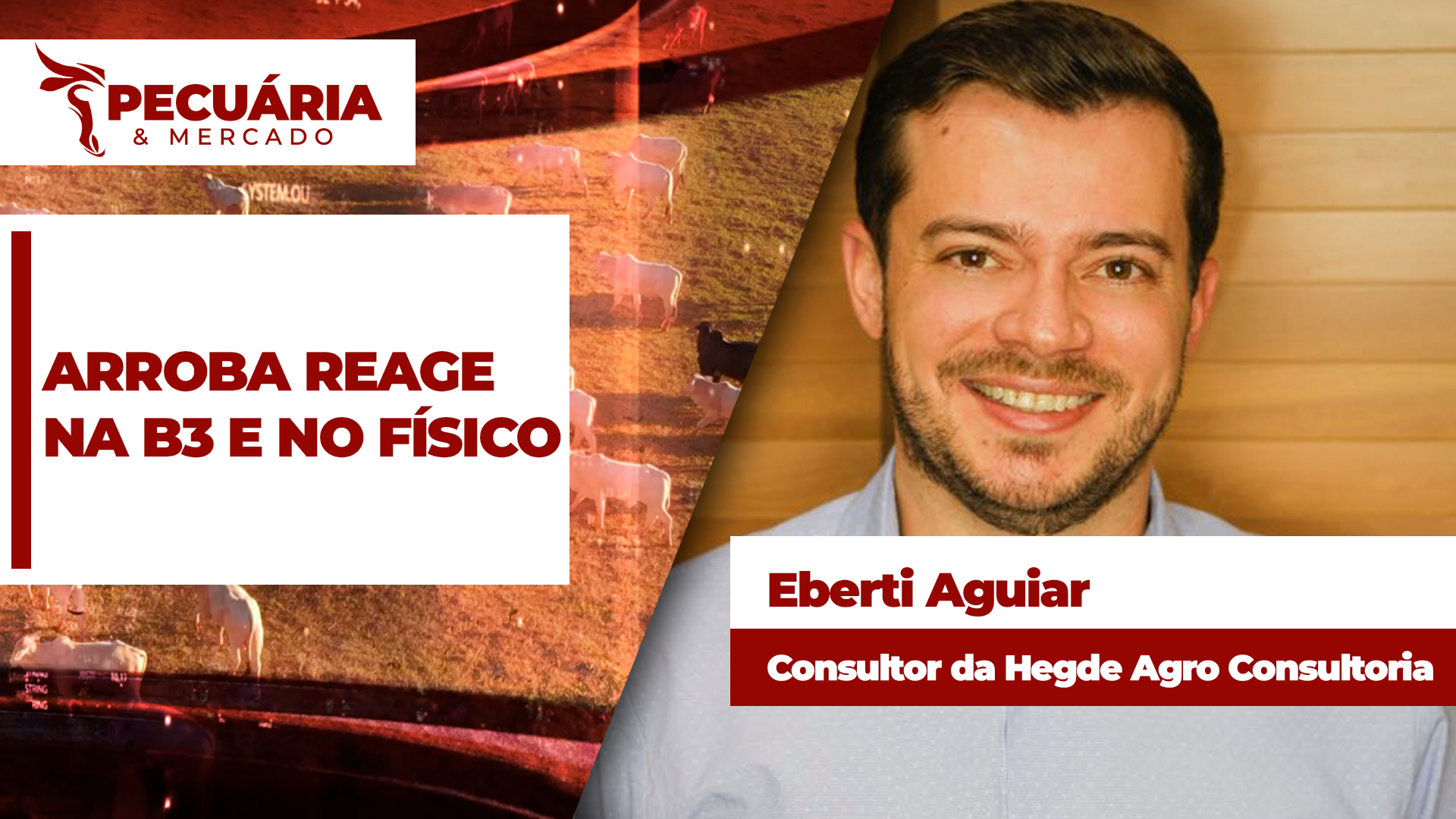 Setembro começa com reação na arroba do boi, mas movimento exige atenção com o volume regional de oferta dos animais