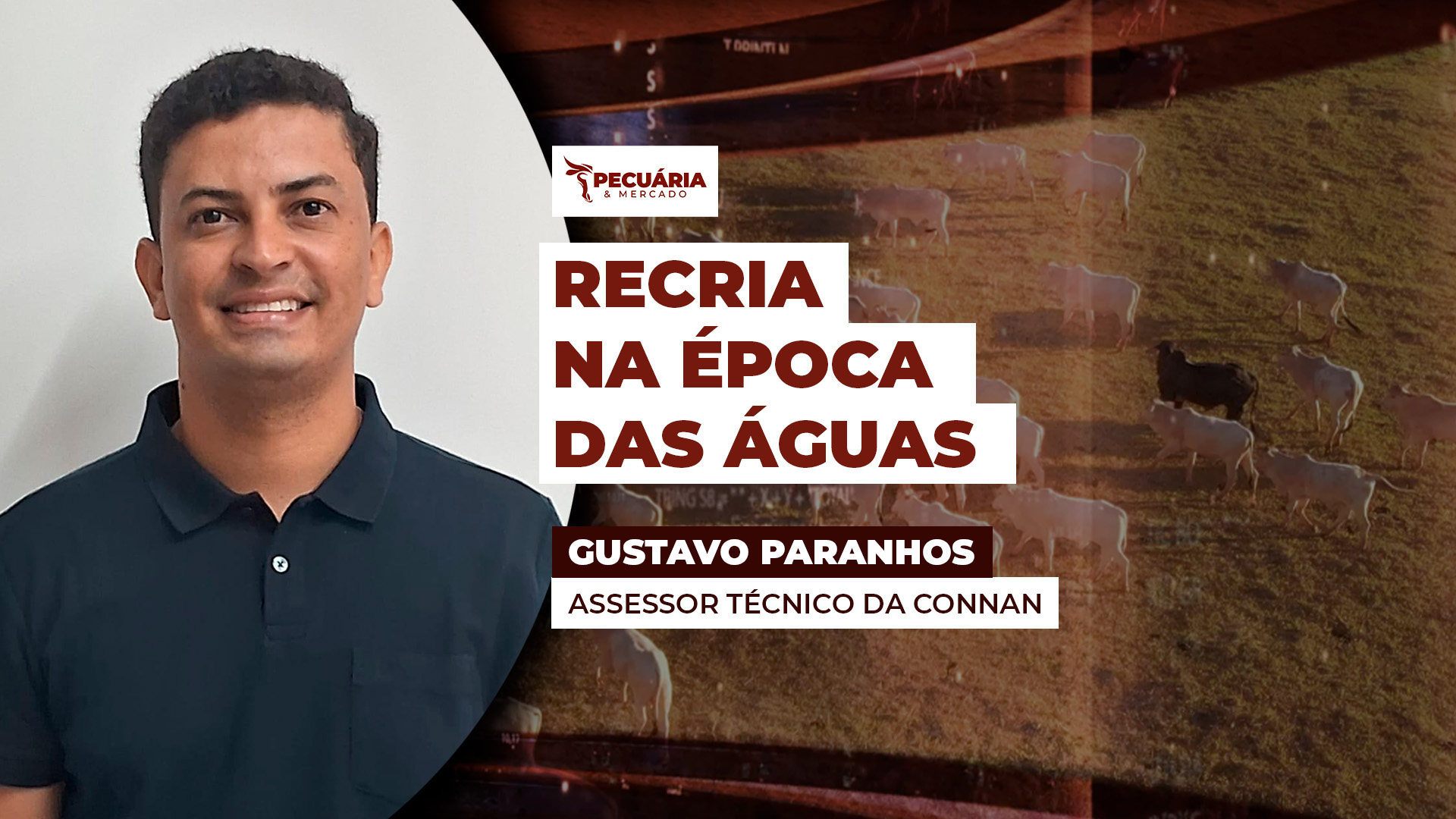 Época das águas impulsiona a recria do gado, mas exige atenção redobrada ao manejo Época das águas impulsiona a recria do gado, mas exige atenção redobrada ao manejo