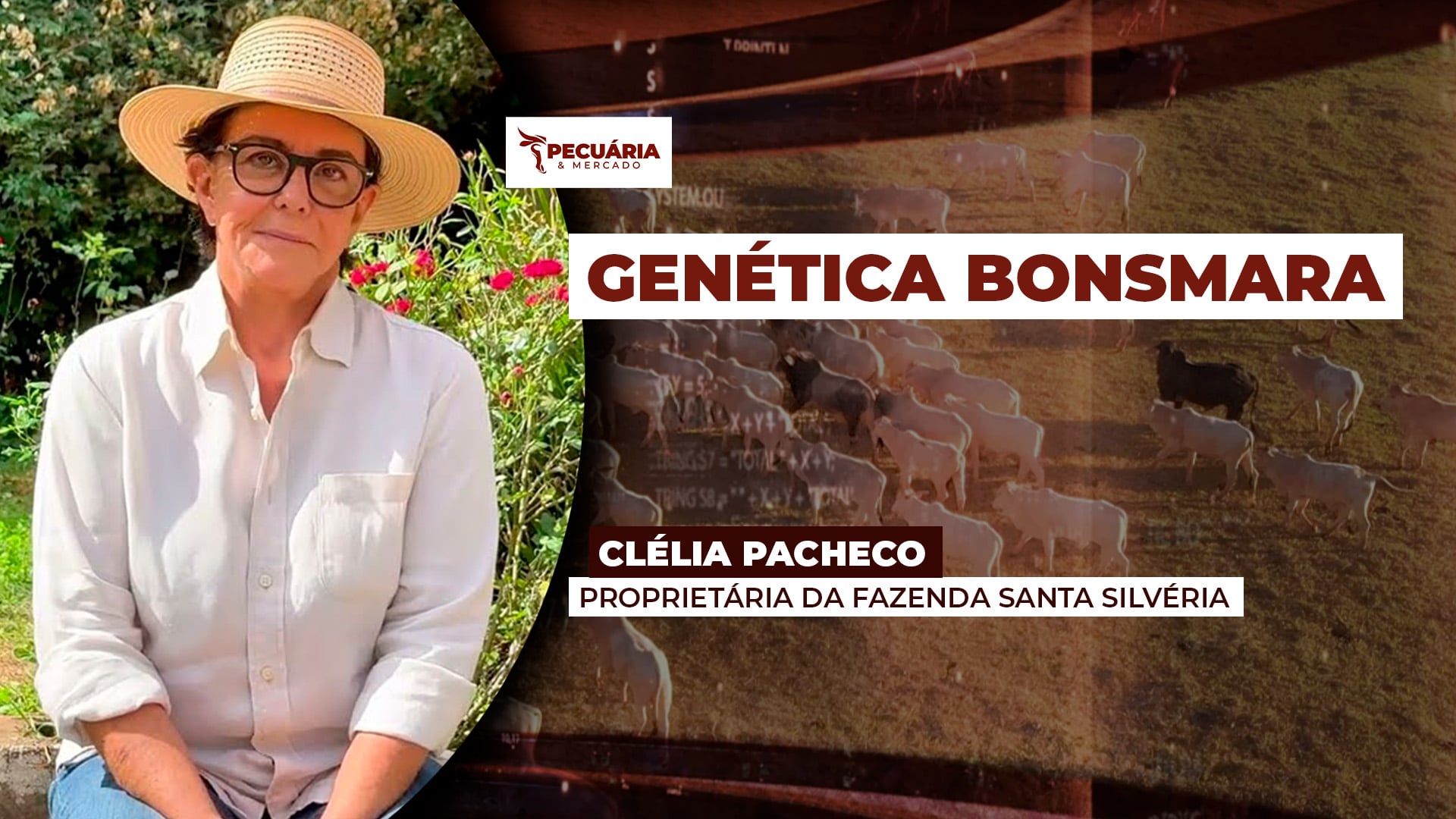 Seleção genética do Bonsmara potencializa características como adaptação, fertilidade e ganho de peso na desmama