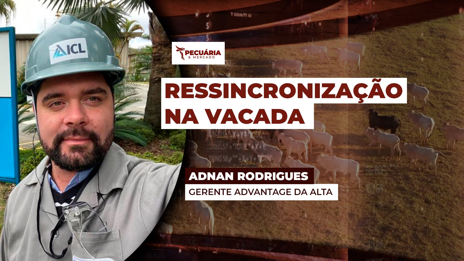 Estratégia eleva taxa de prenhez dentro da estação de monta e fortalece a produção de bezerros mais saudáveis