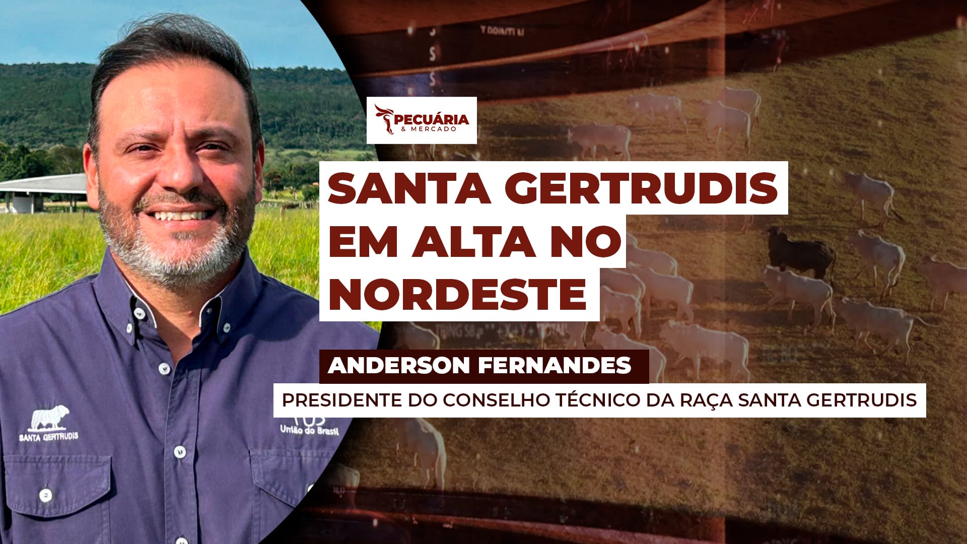Demanda por Santa Gertrudis cresce e leilão no Nordeste registra médias firmes Demanda por Santa Gertrudis cresce e leilão no Nordeste registra médias firmes