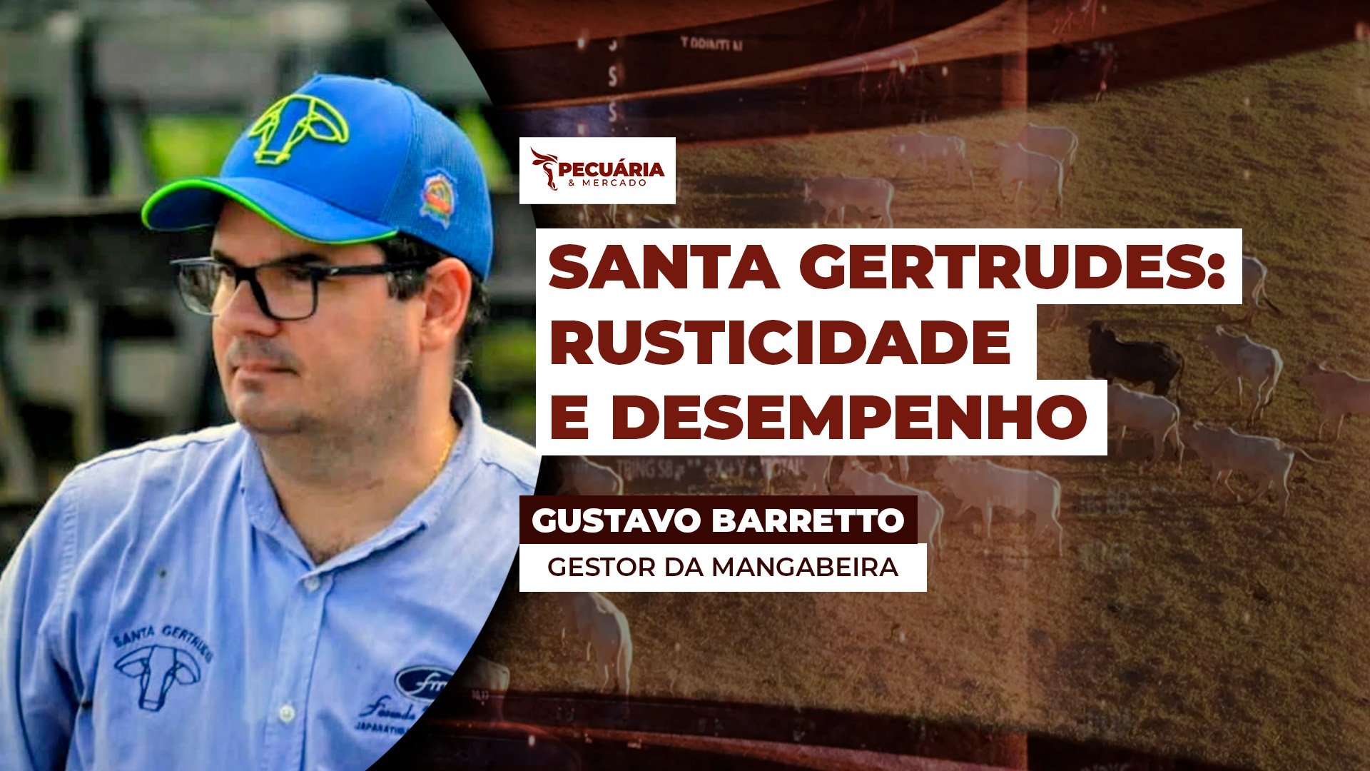 Trabalho de identificação e seleção genética do Santa Gertrudes, na Fazenda Mangabeira, agrega qualidade de carne aos animais