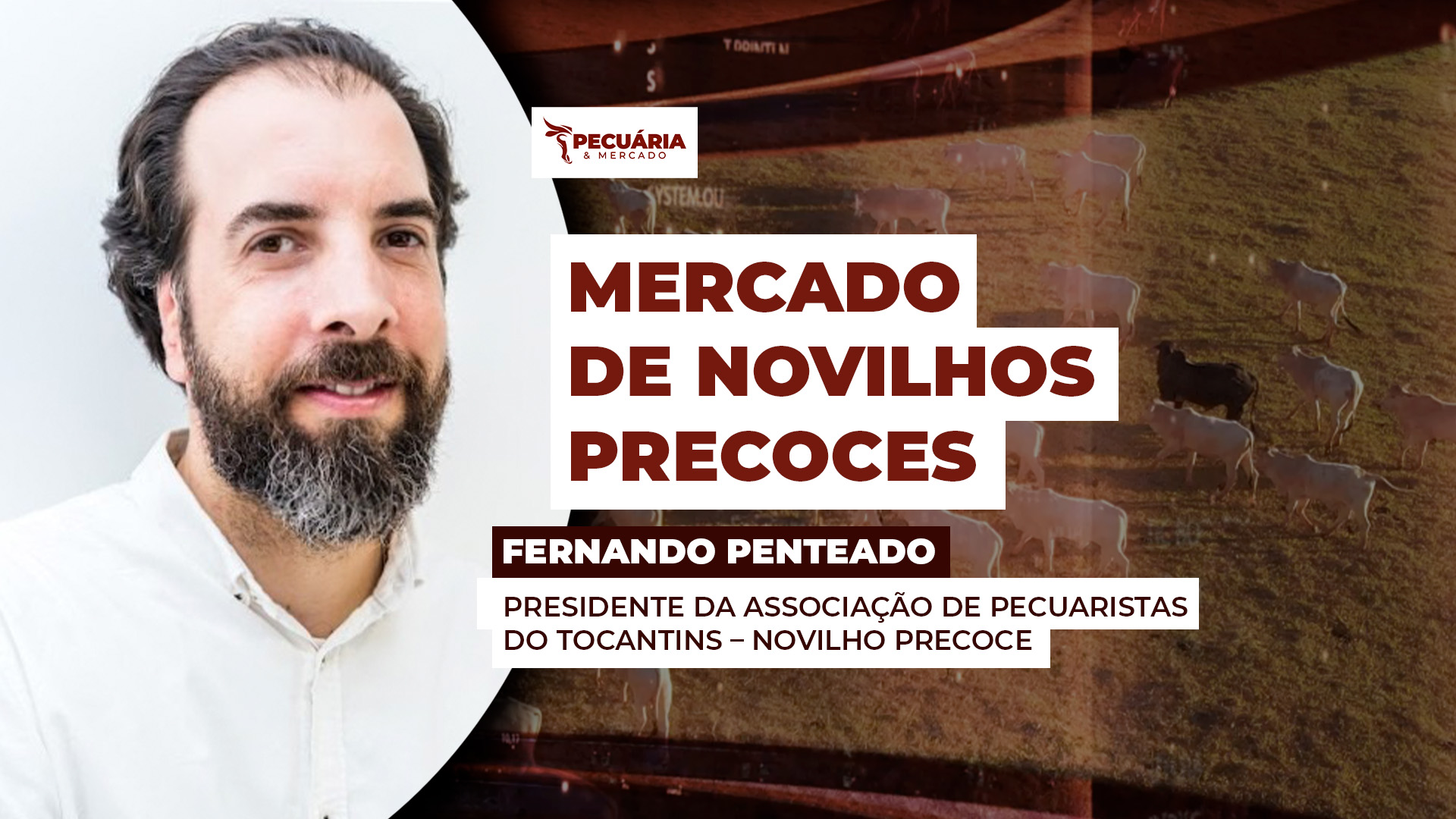 A criação de Novilhos Precoces vem ganhando destaque na pecuária brasileira para atender uma nova demanda