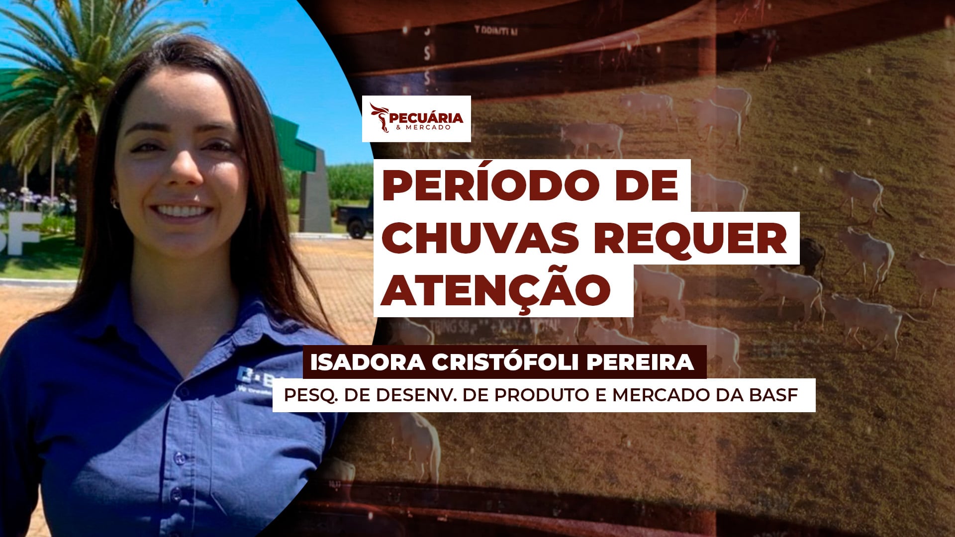 Período de chuvas requer atenção para controle do capim-navalha e da cigarrinha-das-pastagens Período de chuvas requer atenção para controle do capim-navalha e da cigarrinha-das-pastagens