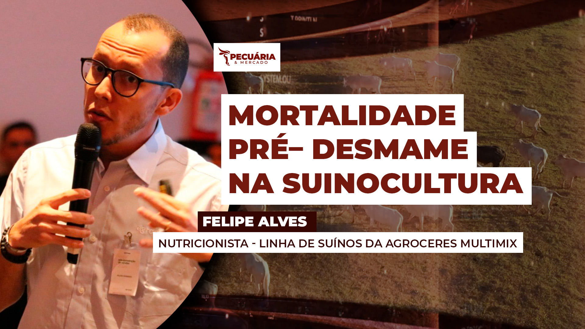 Aumento da produtividade na suinocultura gerou efeito colateral com aumento da mortalidade pré-desmame.