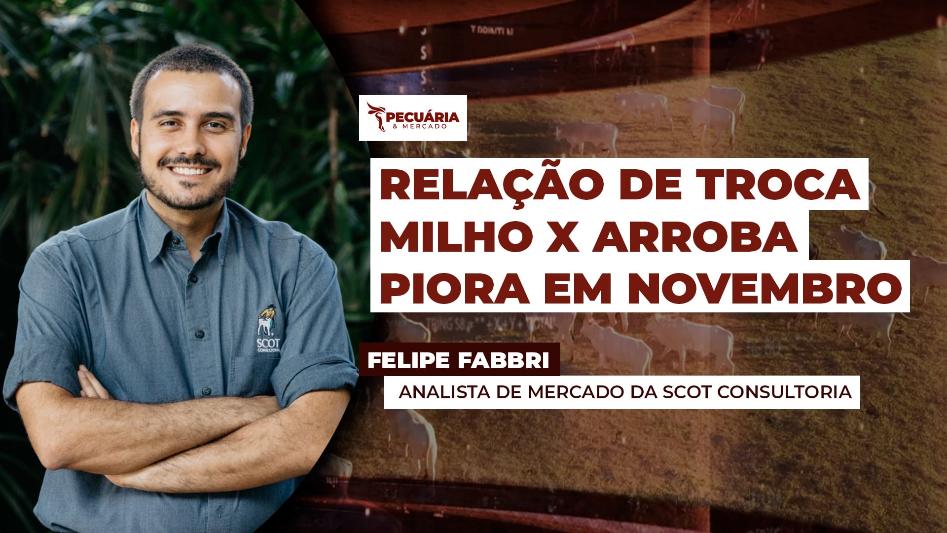 Piora relação de troca milho X arroba, mas novembro ainda encerra com o melhor patamar dos últimos 5 anos