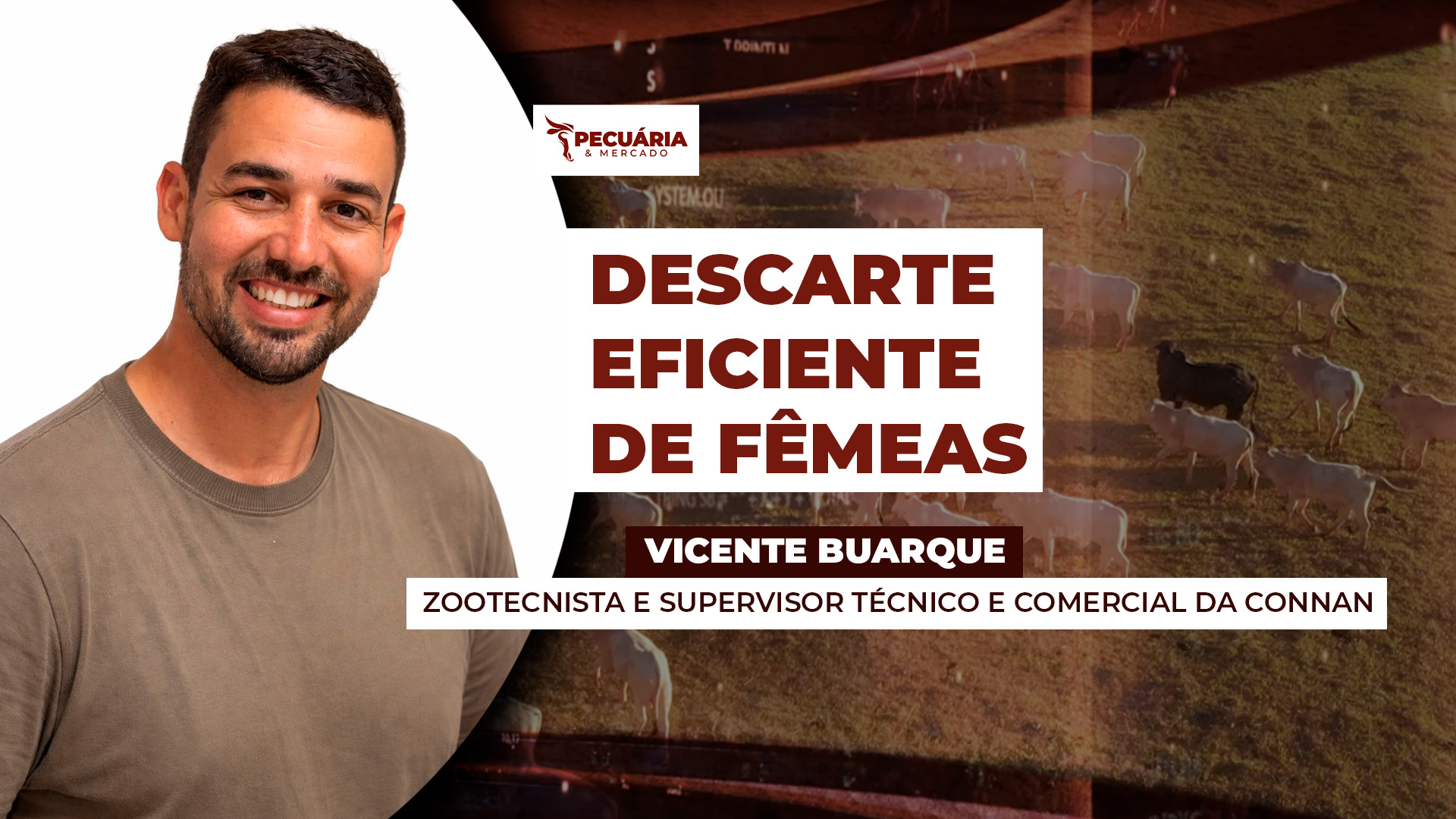 Como preparar a fêmea descartada para entrega ao frigorífico, com planejamento e rentabilidade