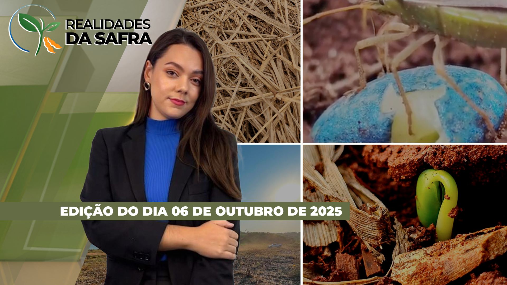 Federarroz orienta reduzir área plantada de arroz na safra 2025/26, enquanto rizicultor enfrenta desafios na comercialização