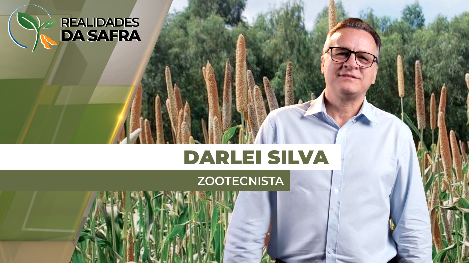 Silagem com híbrido de milheto traz ganhos de produtividade, qualidade e rentabilidade para o produtor