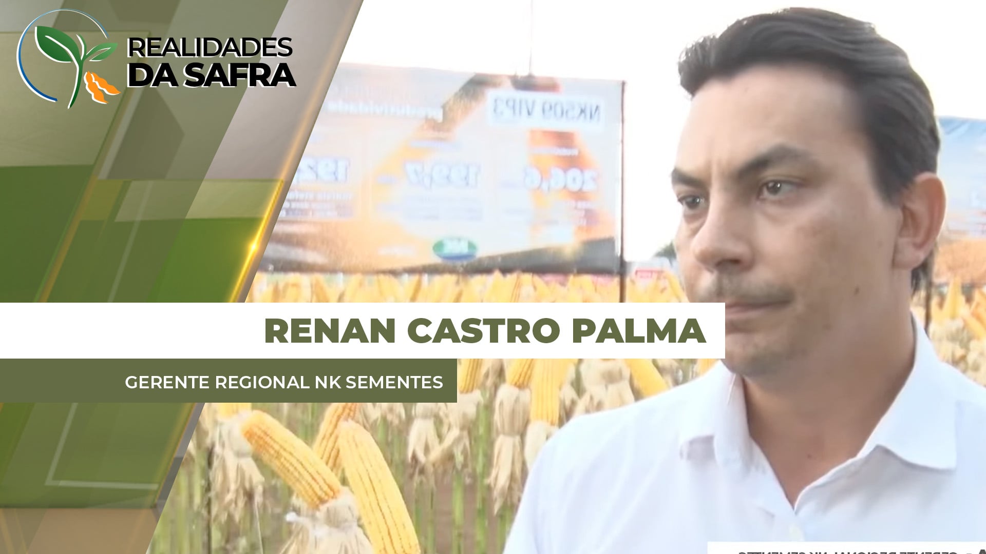 Região de Campo Novo do Parecis/MT adota estratégia de dividir plantio de milho com híbridos diferentes para cada janela de semeadura