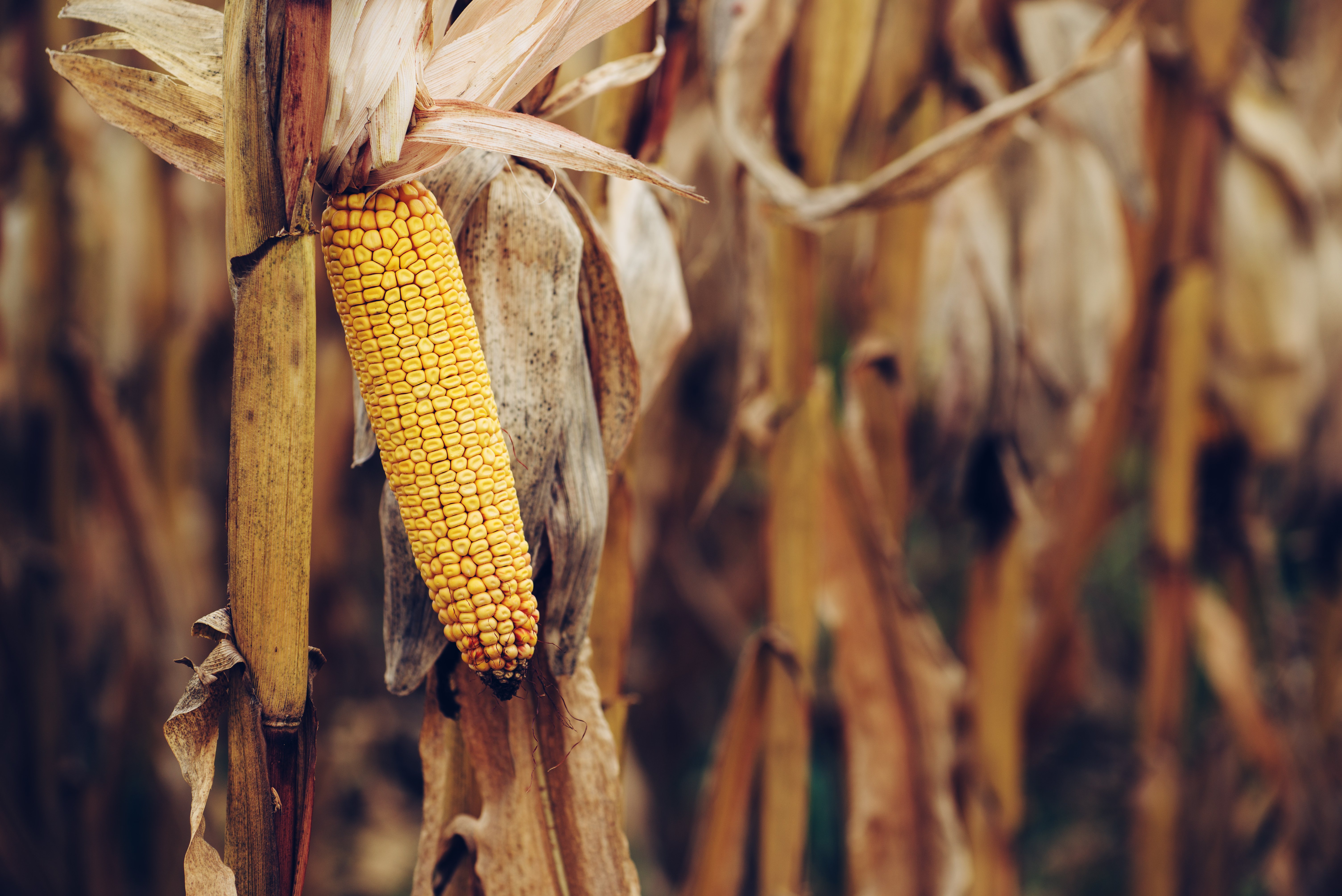 Milho se apoia na alta do dólar e fecha sexta-feira com leves ganhos na B3