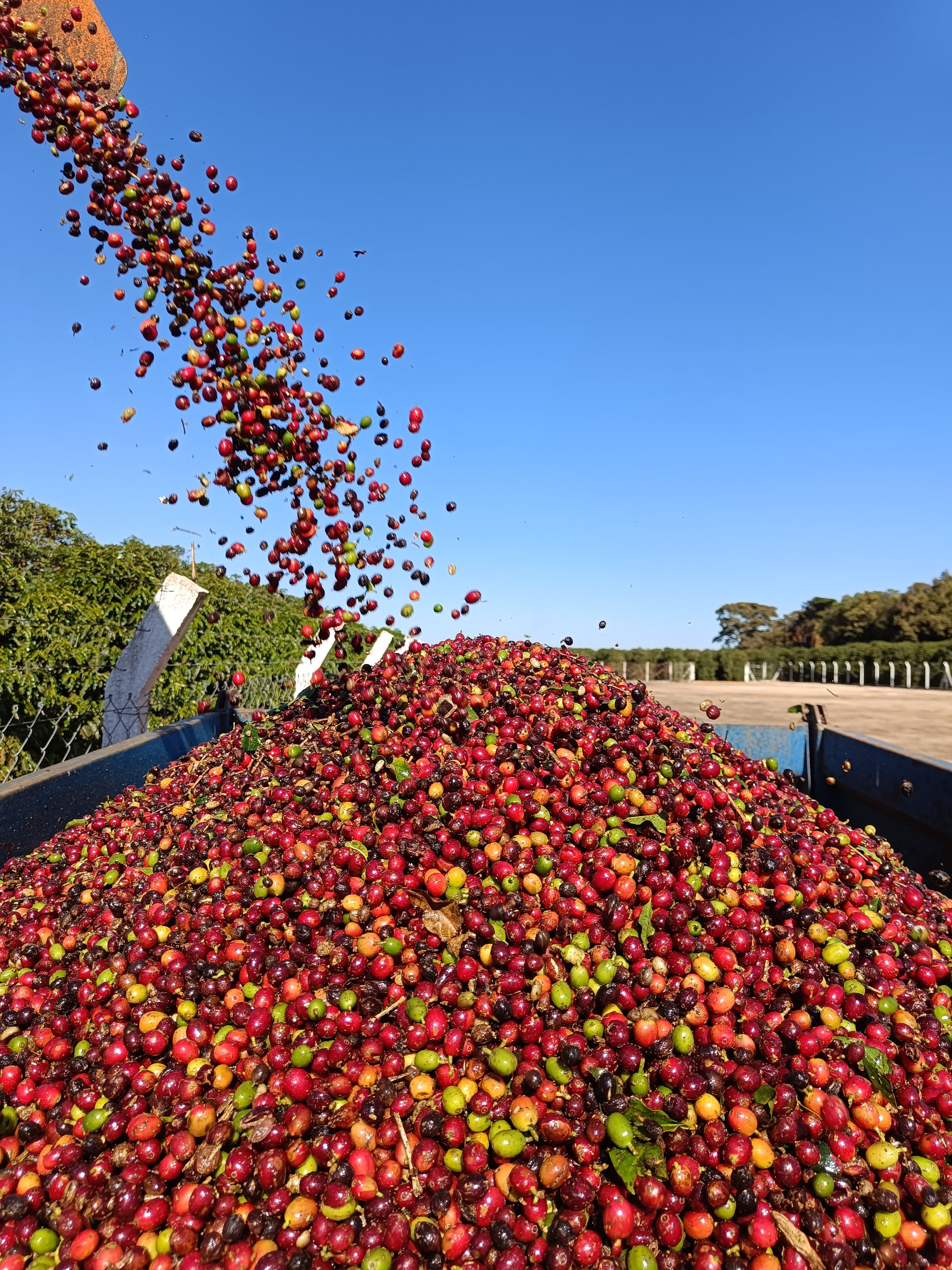 Cooperativa brasileira inova com inédita exportação de café especial naturalmente descafeinado ao Japão