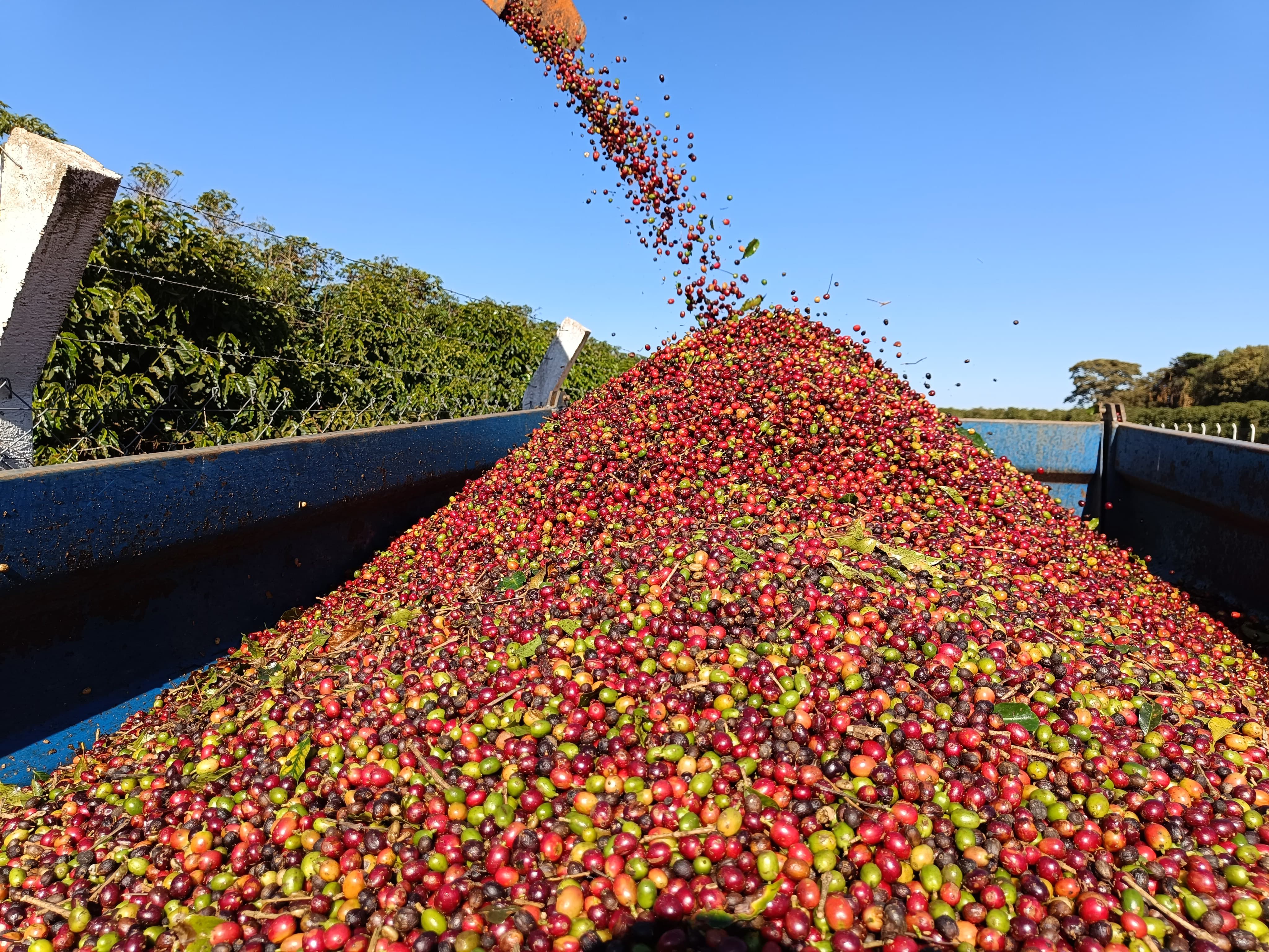 Café abre a terça-feira com altas moderadas e mercado atento à safra brasileira