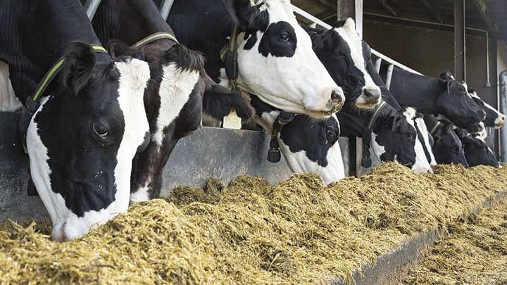 Gadolando cobra medidas mais amplas para garantir sobrevivência dos produtores de leite