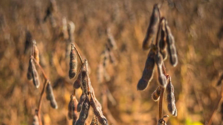 Soja tem 3ª feira de realização de lucros em Chicago; BR se atenta aos prêmios negativos na safra nova