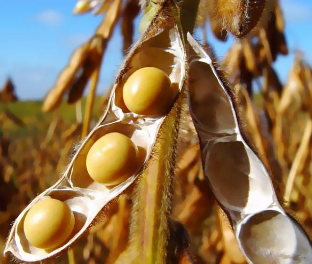 Soja/Cepea: Liquidez se aquece neste começo de junho